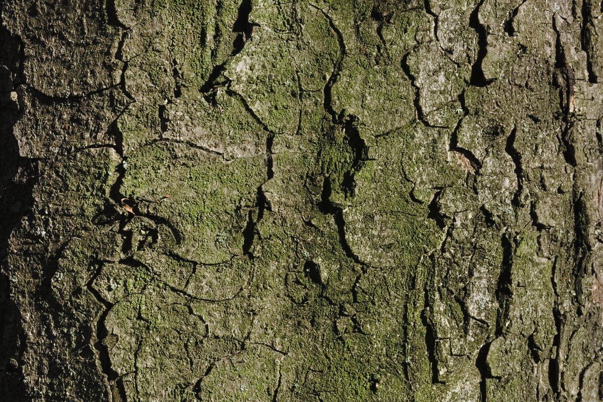 Конский каштан обыкновенный - фото 4