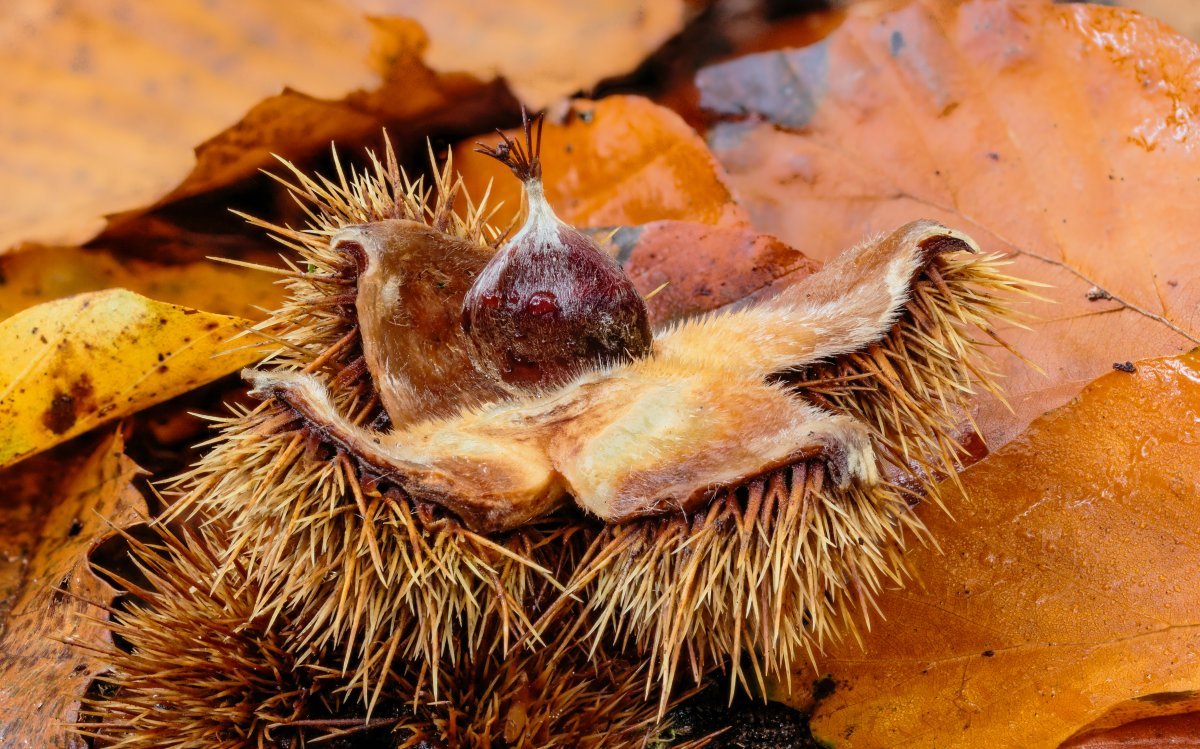 Каштан съедобный - фото 3