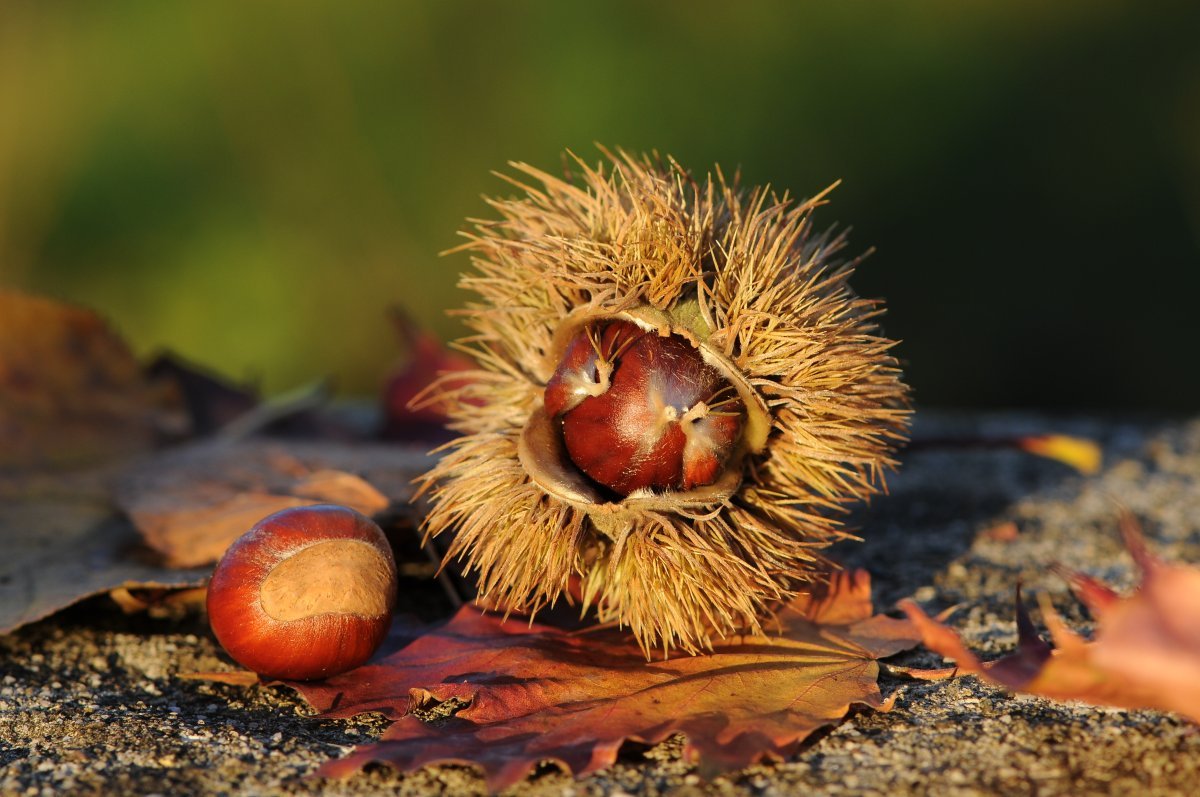 Каштан съедобный - фото 10