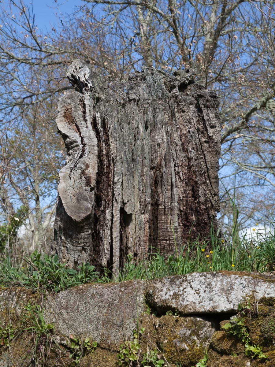 Каштан съедобный - фото 4