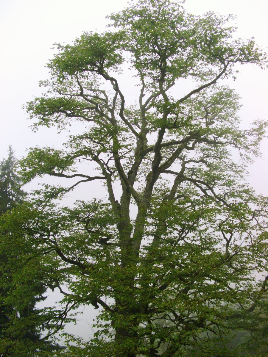 Граб обыкновенный - фото 2