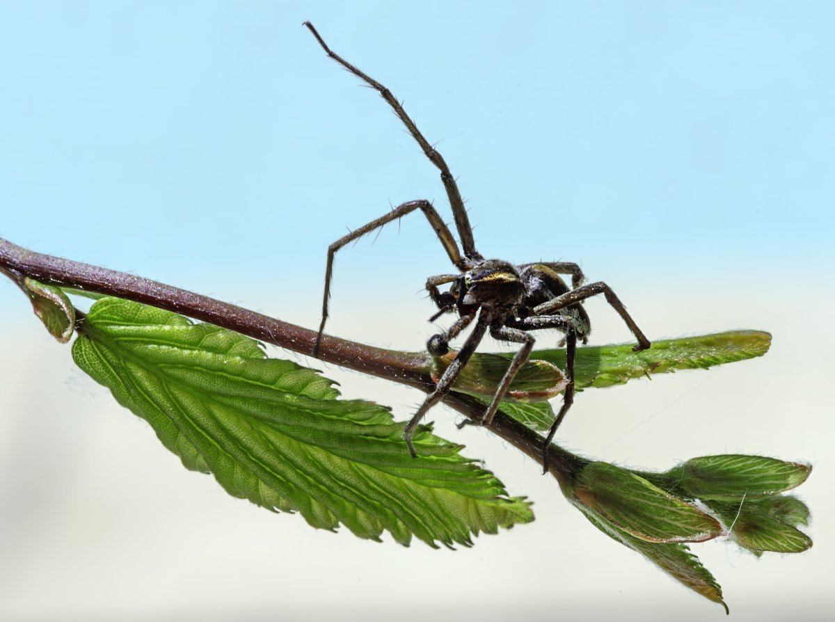 Граб обыкновенный