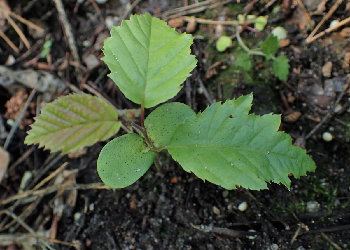 Граб обыкновенный - фото 10