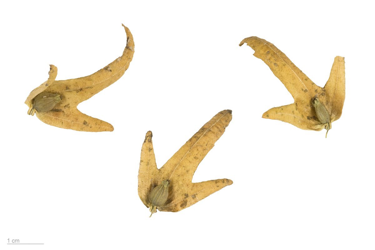 Граб обыкновенный - фото 7