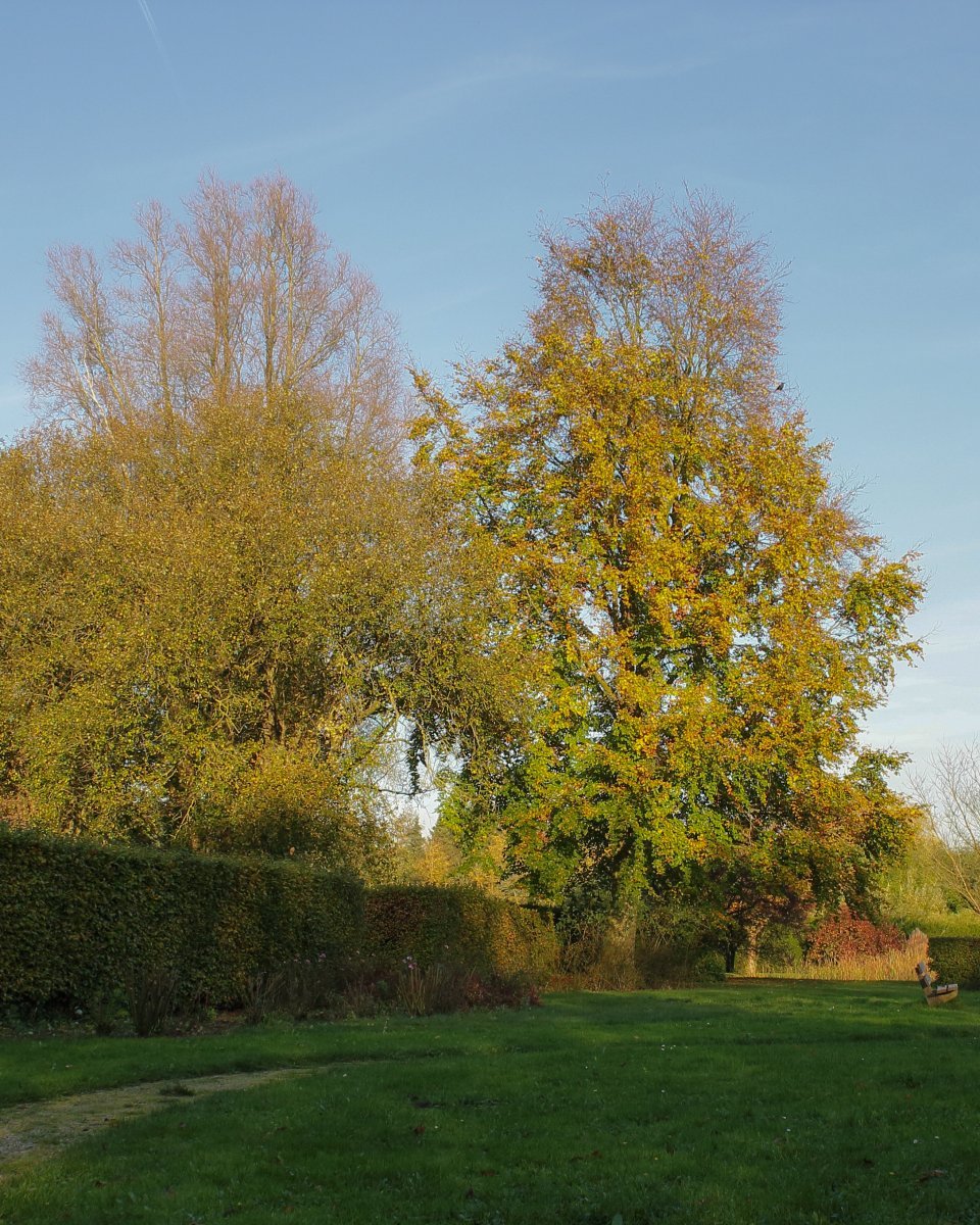 Бук лесной - фото 2