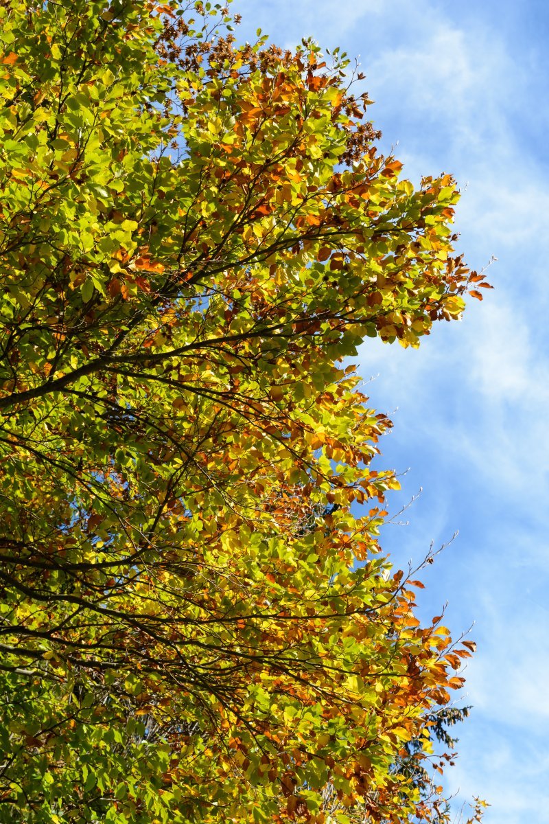 Бук лесной - фото 7