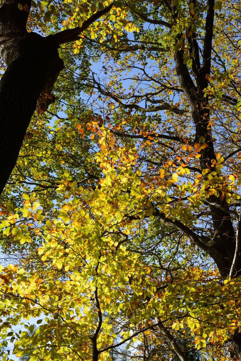 Бук лесной - фото 9