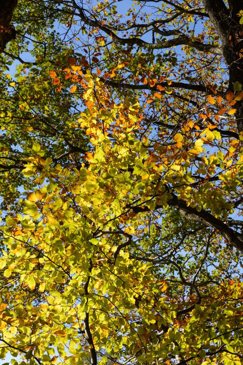 Бук лесной - фото 8