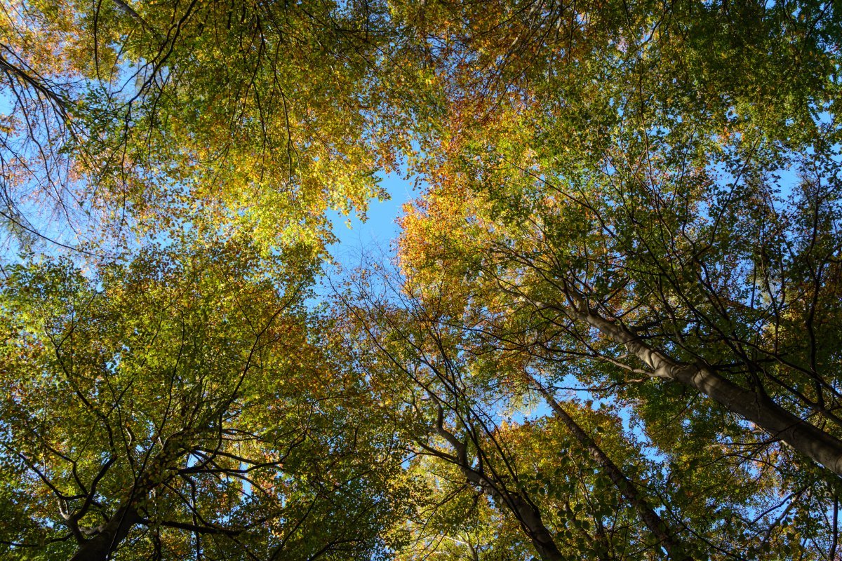 Бук лесной - фото 6