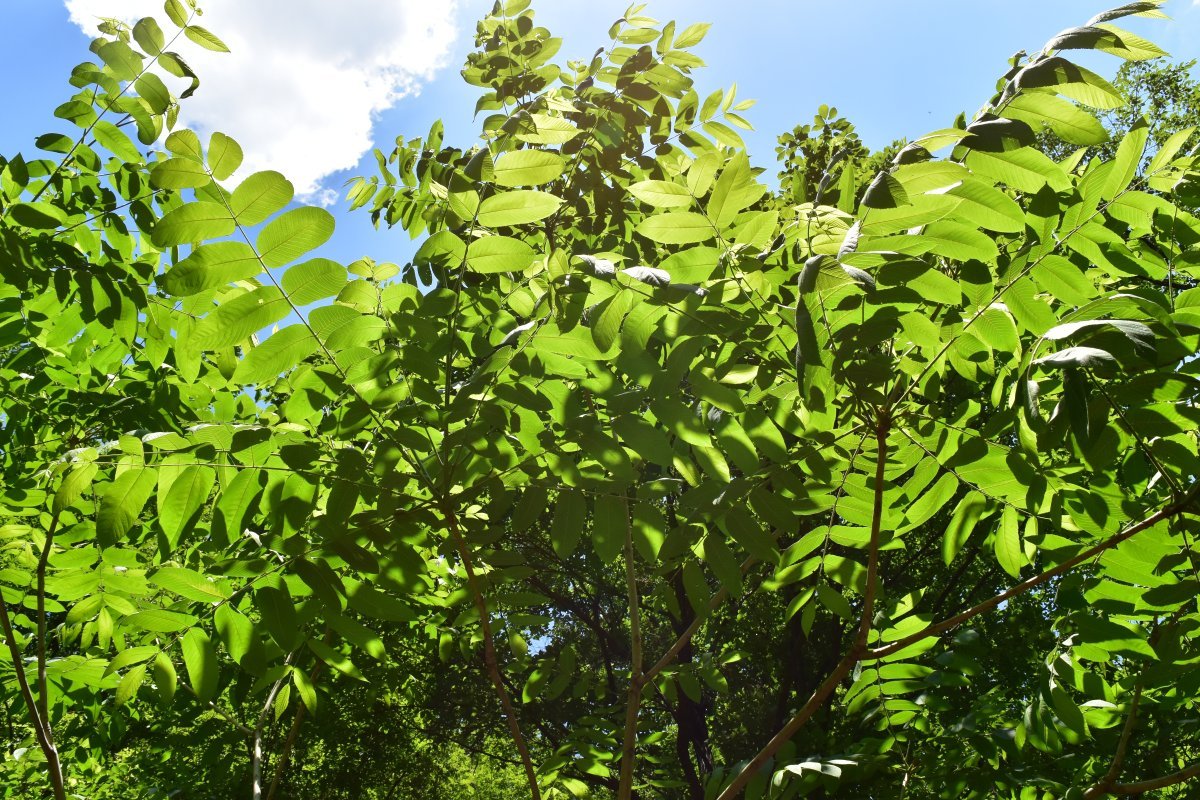 Орех маньчжурский