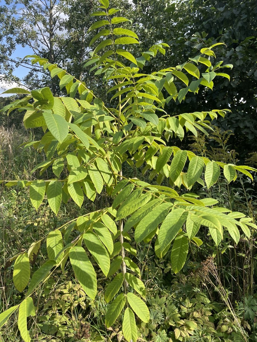 Орех маньчжурский - фото 7