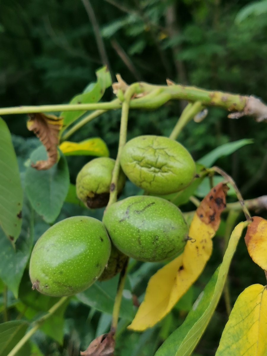 Орех маньчжурский - фото 6