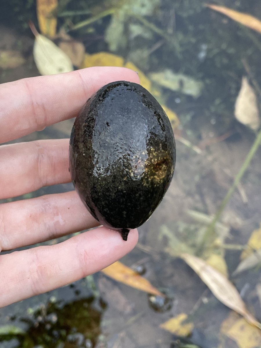 Орех маньчжурский - фото 5