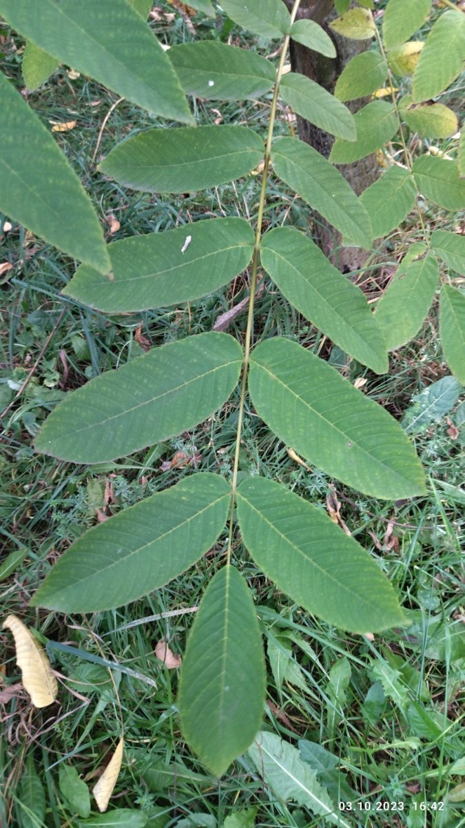 Орех маньчжурский - фото 9