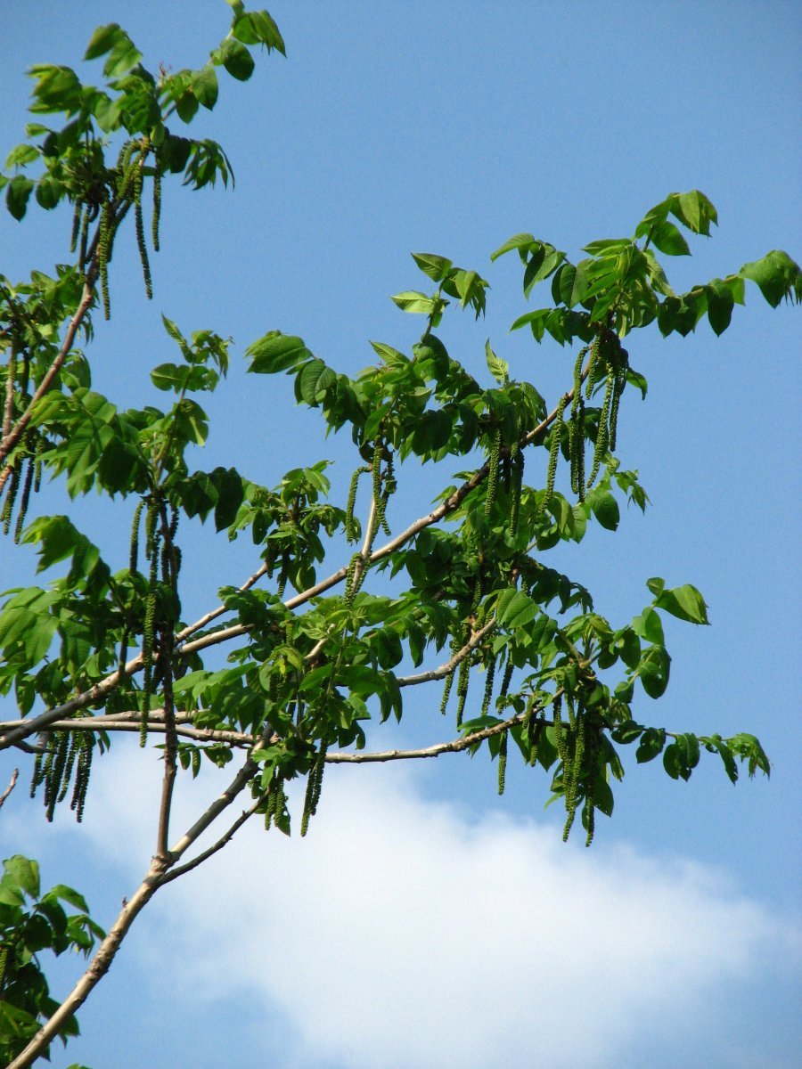 Орех маньчжурский - фото 4