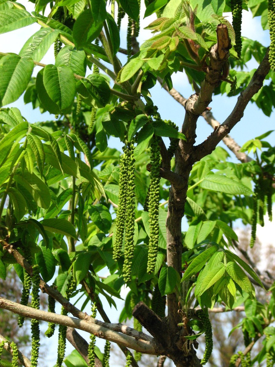 Орех маньчжурский - фото 3