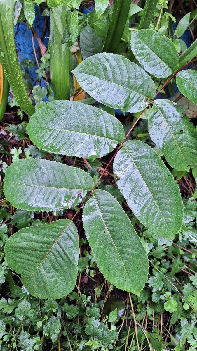 Орех маньчжурский - фото 8