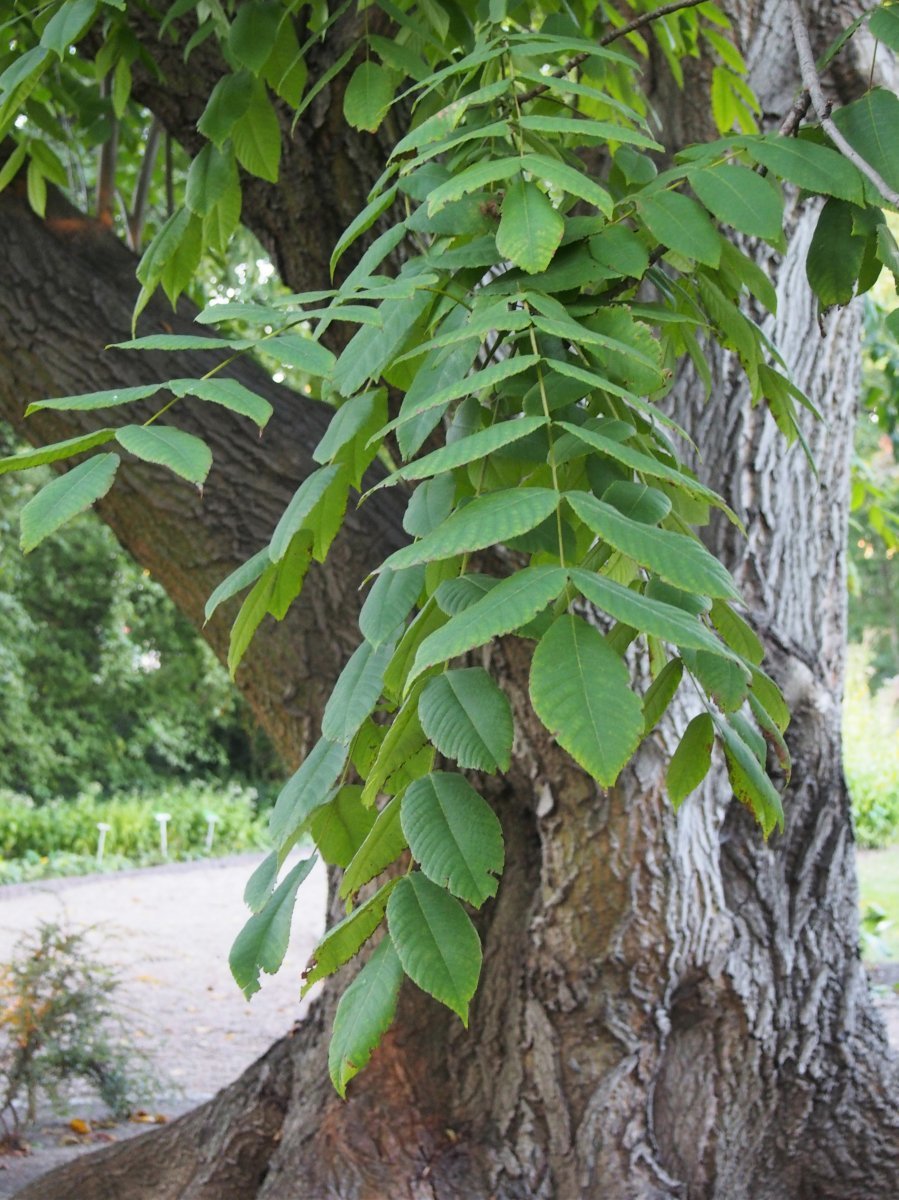 Орех серый - фото 9