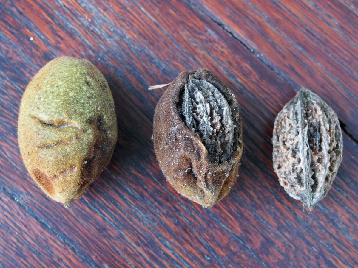 Орех серый - фото 10