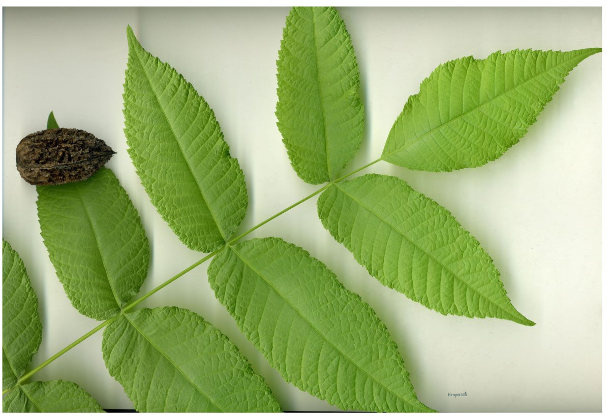 Орех серый - фото 4