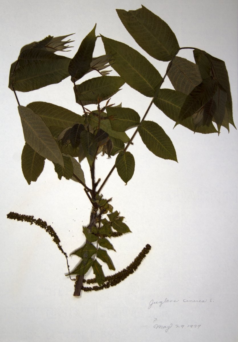 Орех серый - фото 8