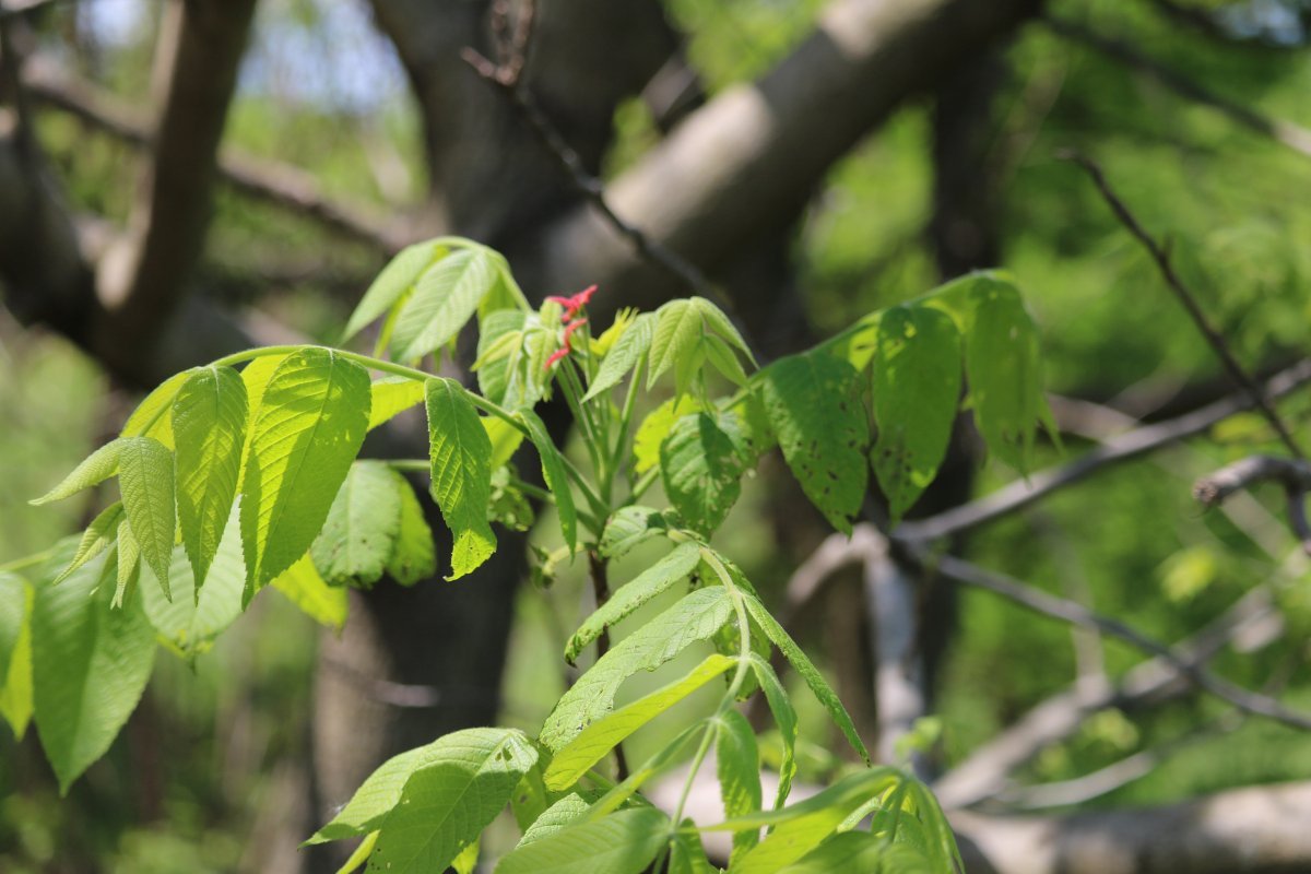Орех серый - фото 3