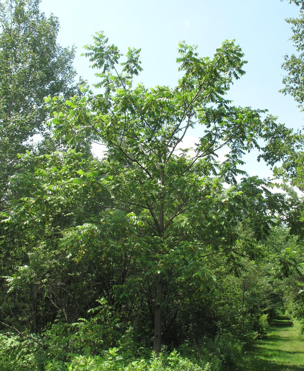 Орех серый - фото 6