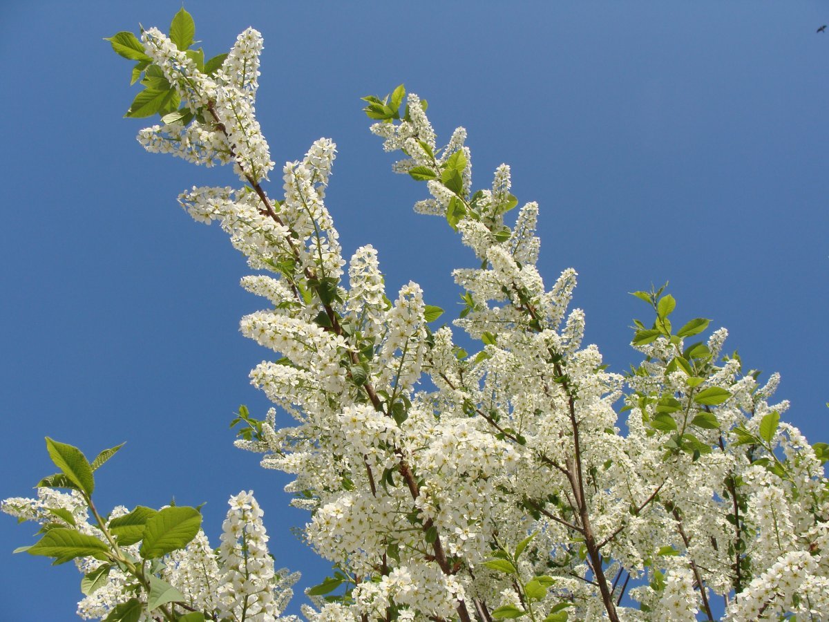 Черёмуха обыкновенная - фото 8