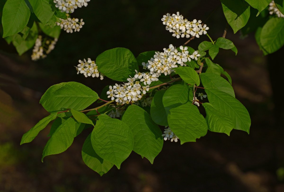 Черёмуха обыкновенная - фото 4