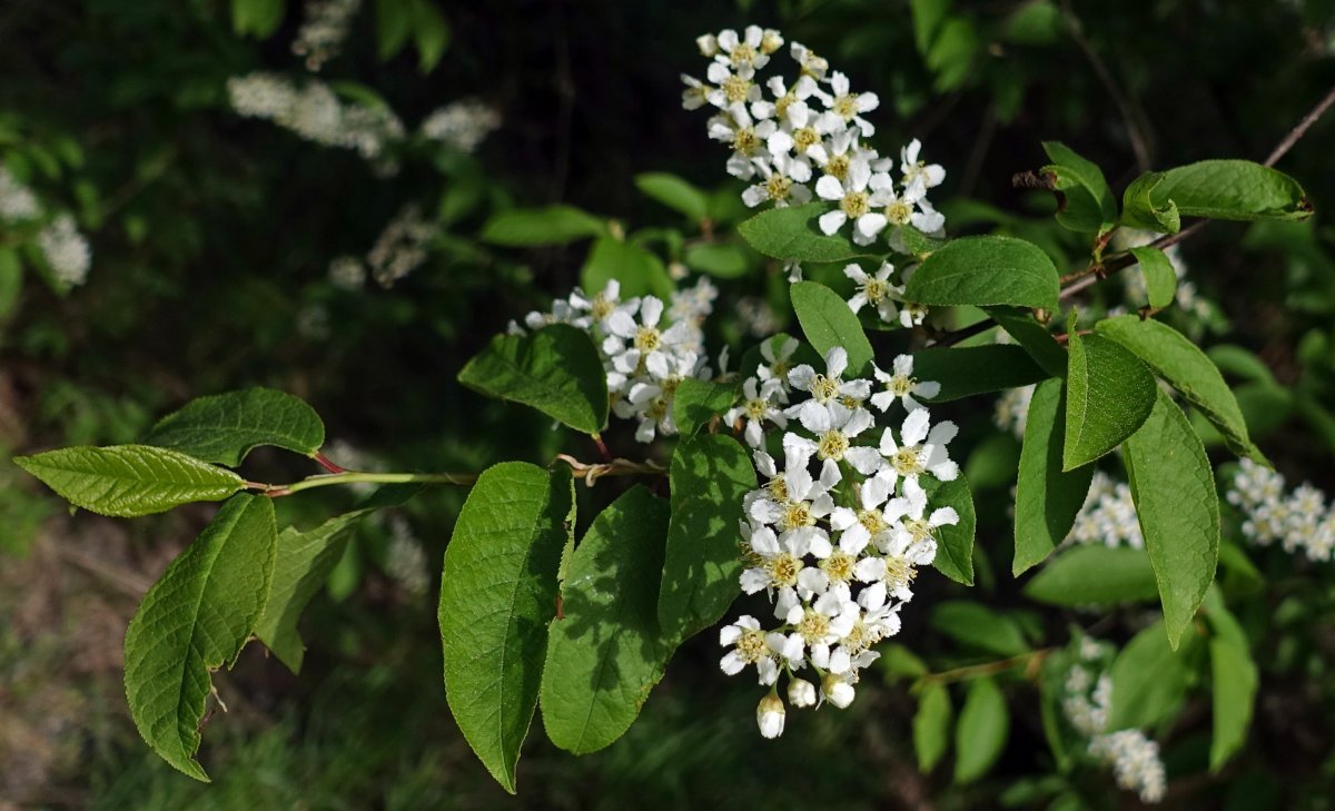 Черёмуха обыкновенная - фото 9