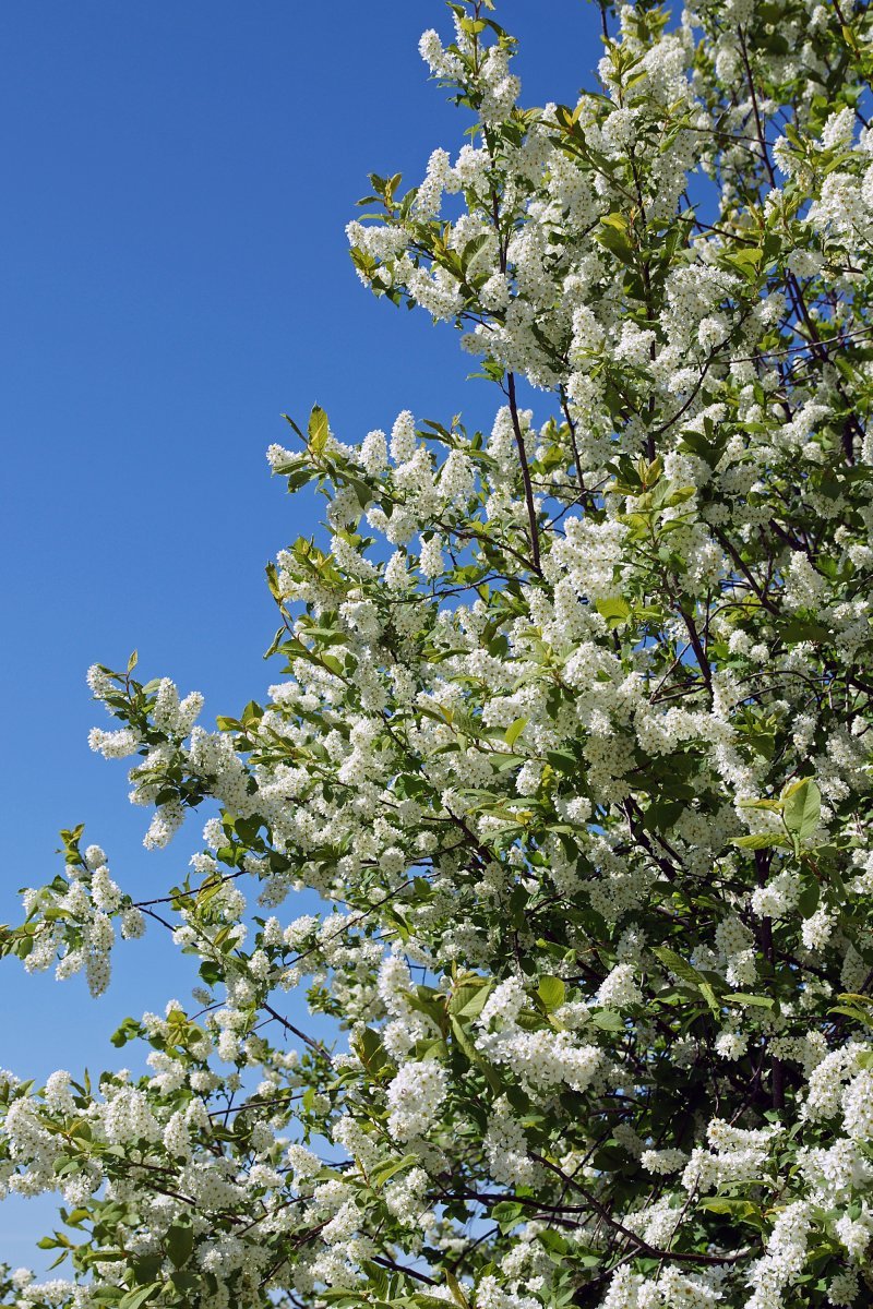 Черёмуха обыкновенная - фото 10