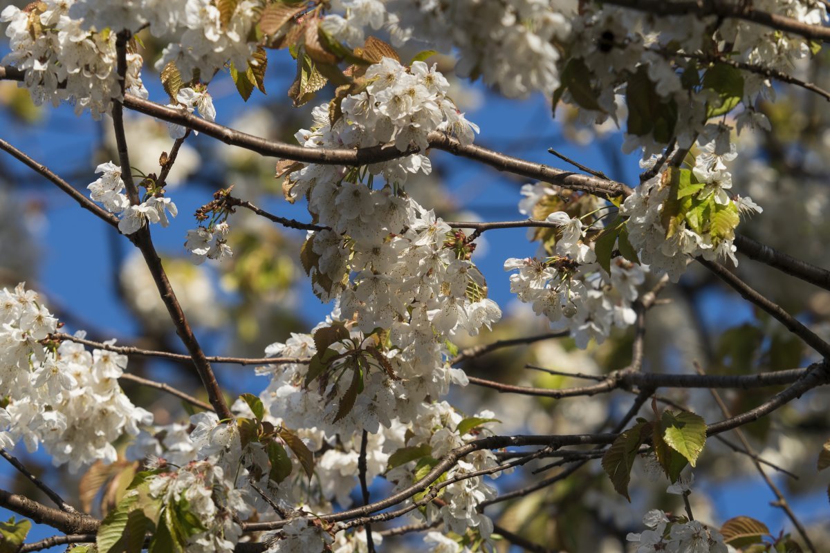 Черёмуха обыкновенная - фото 3