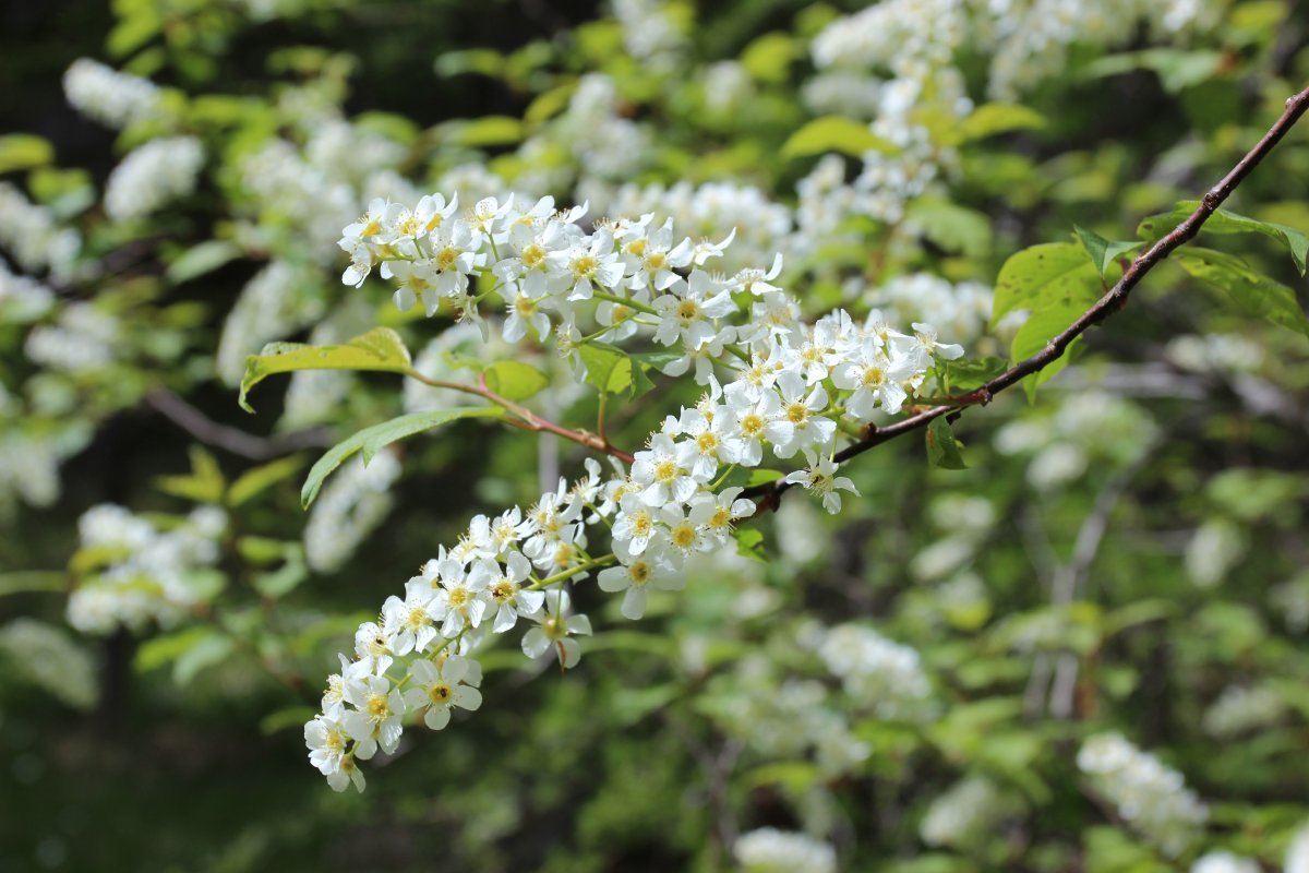 Черёмуха обыкновенная - фото 7