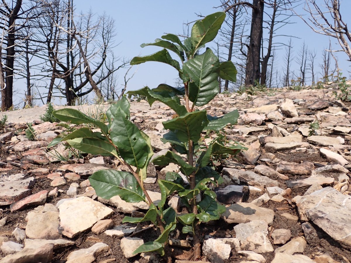 Черёмуха виргинская - фото 10