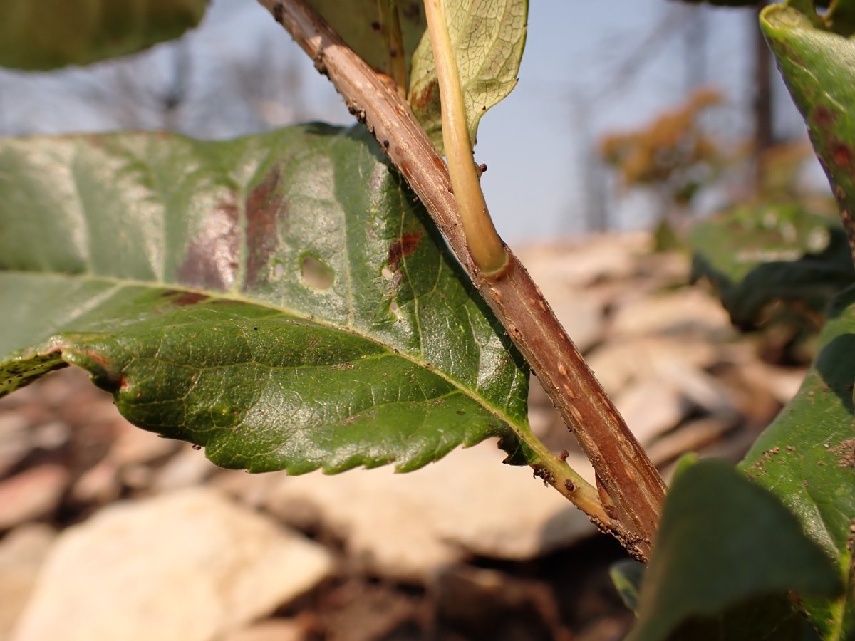 Черёмуха виргинская - фото 9