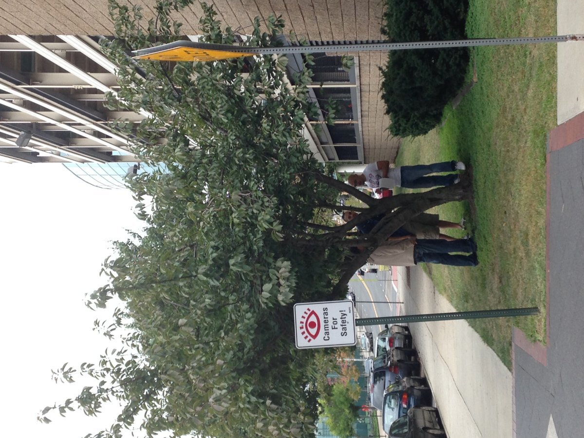 Черёмуха виргинская - фото 2