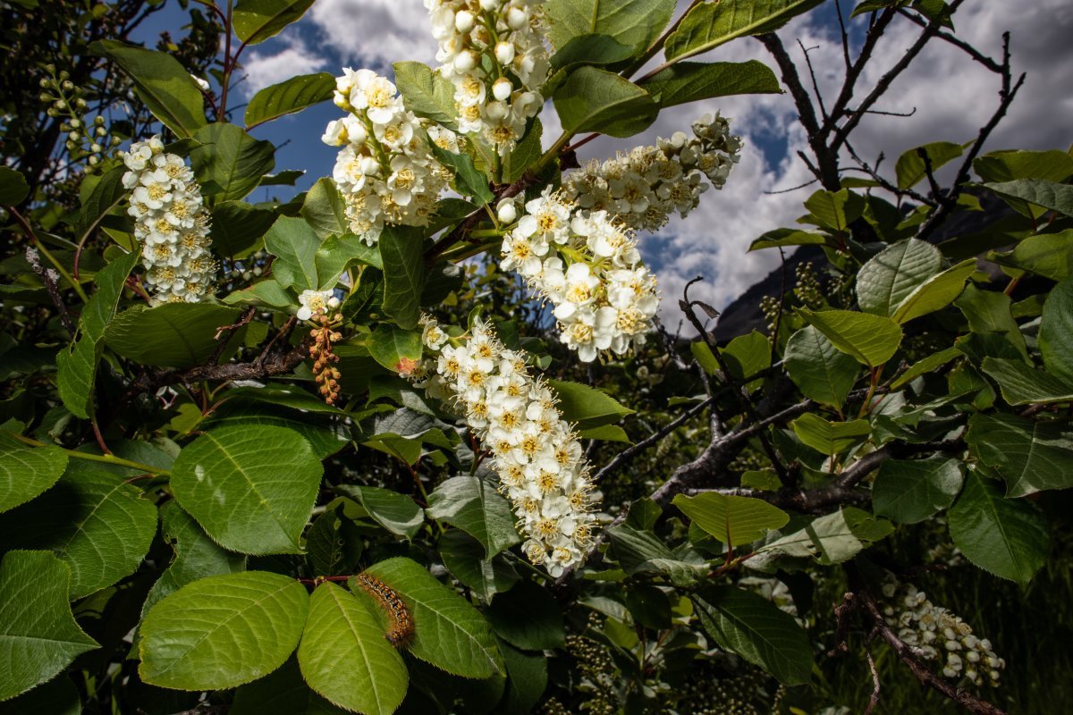Черёмуха виргинская - фото 4