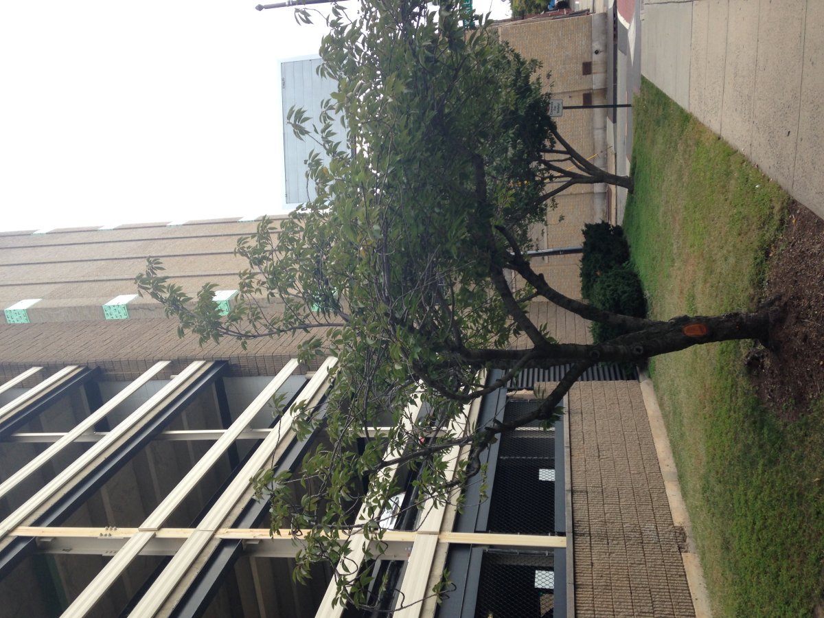 Черёмуха виргинская