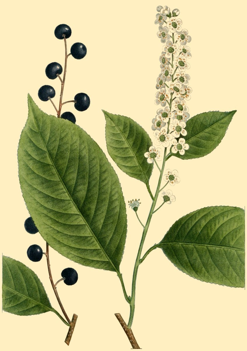 Черёмуха виргинская - фото 6