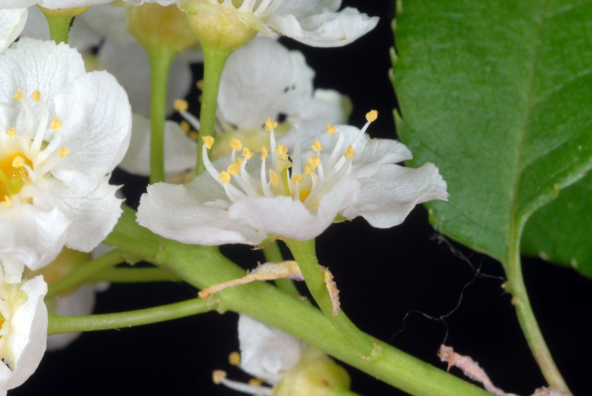 Черёмуха виргинская - фото 7