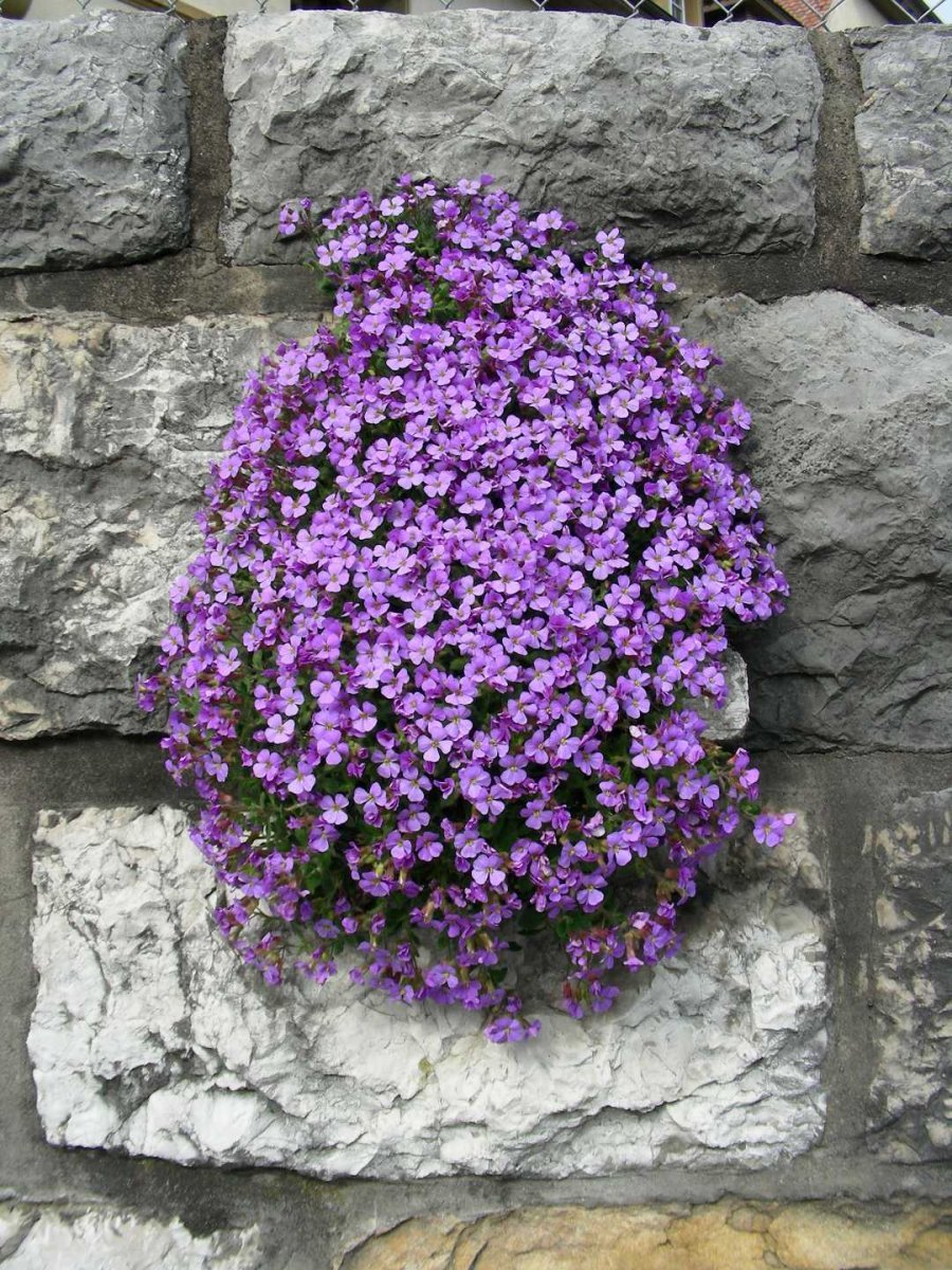 Обриета дельтовидная - фото 4