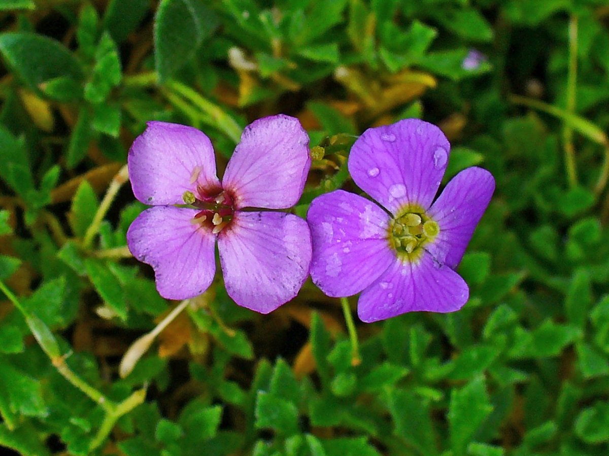 Обриета дельтовидная - фото 7