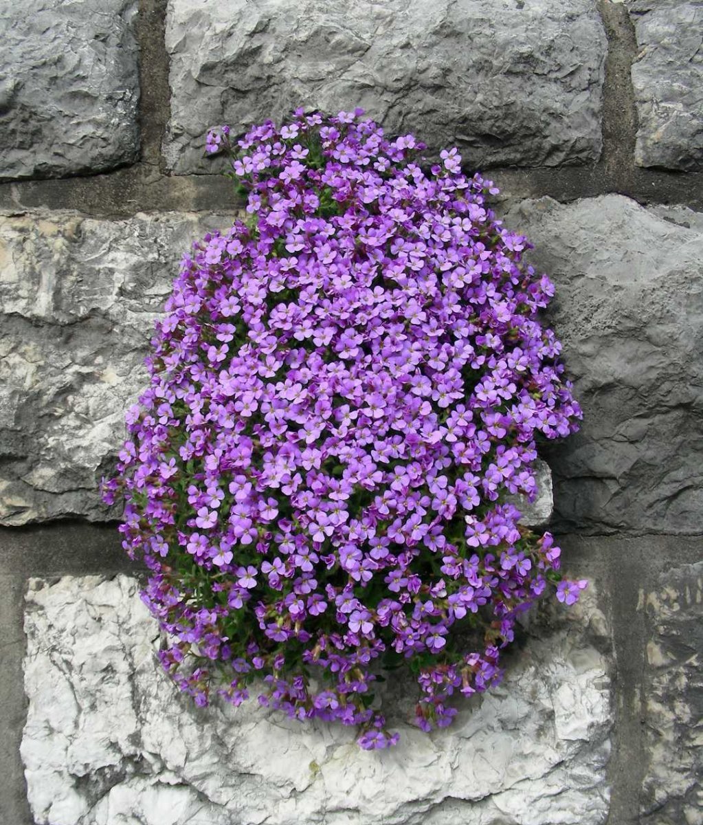 Обриета дельтовидная - фото 5