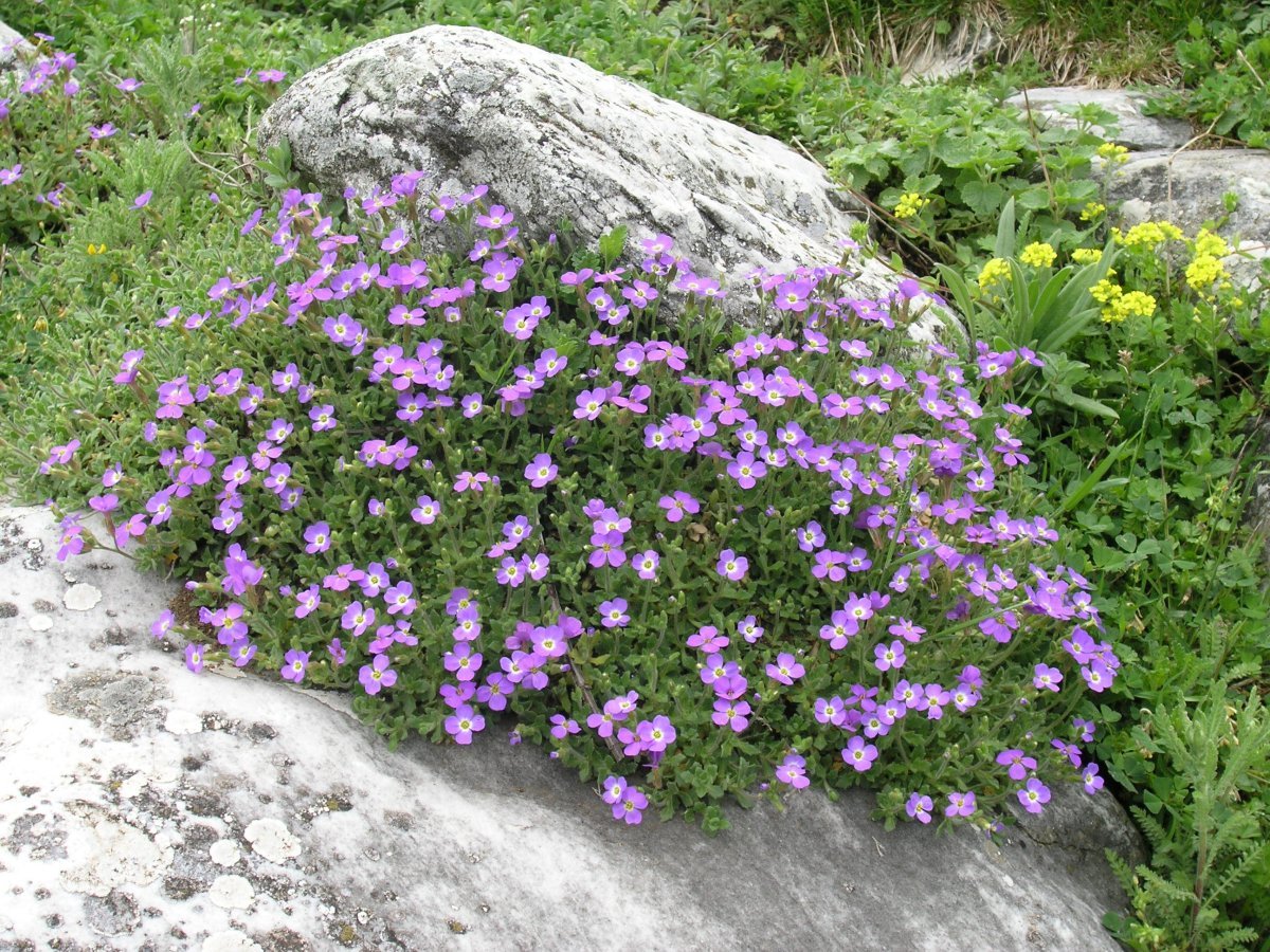 Обриета дельтовидная - фото 2