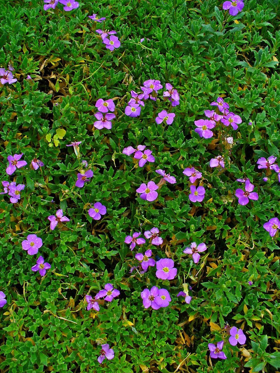 Обриета дельтовидная - фото 6