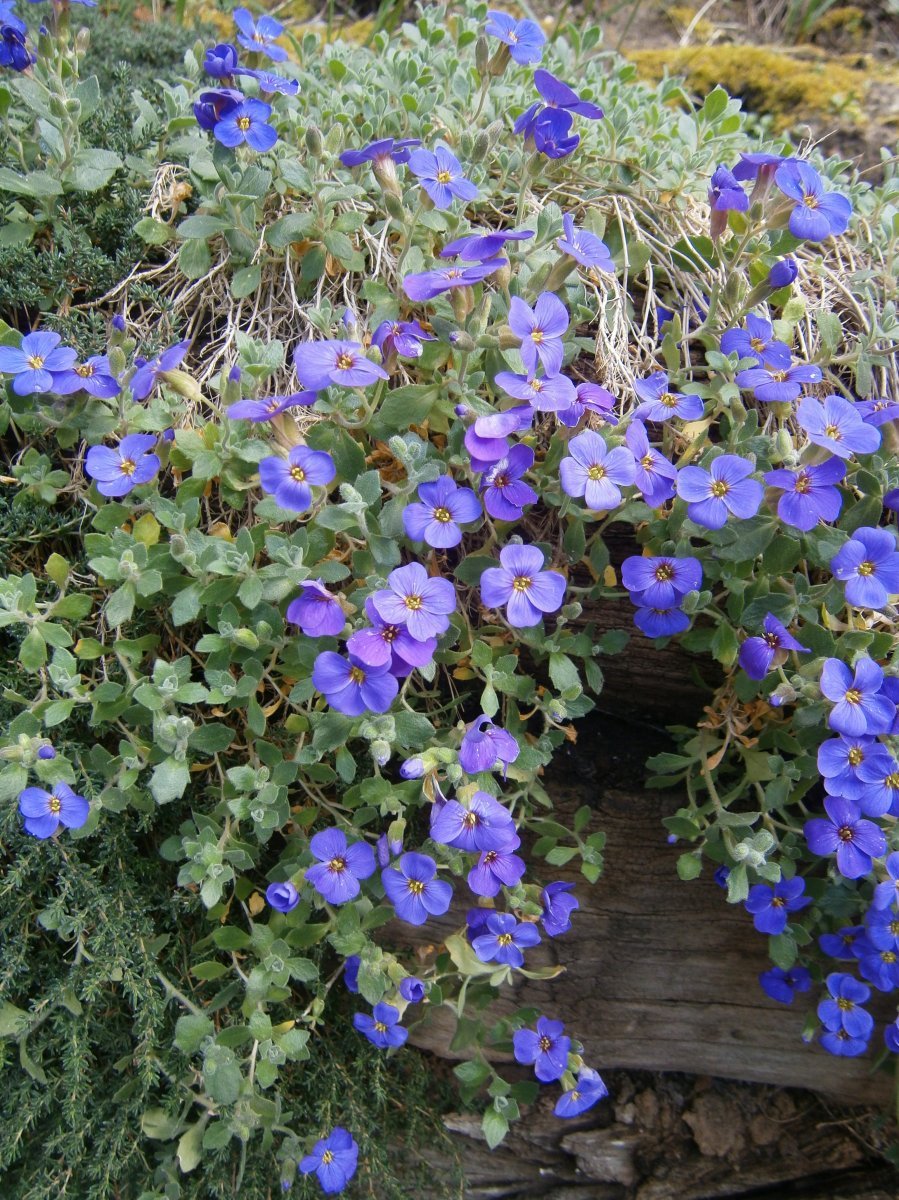 Обриета дельтовидная - фото 11