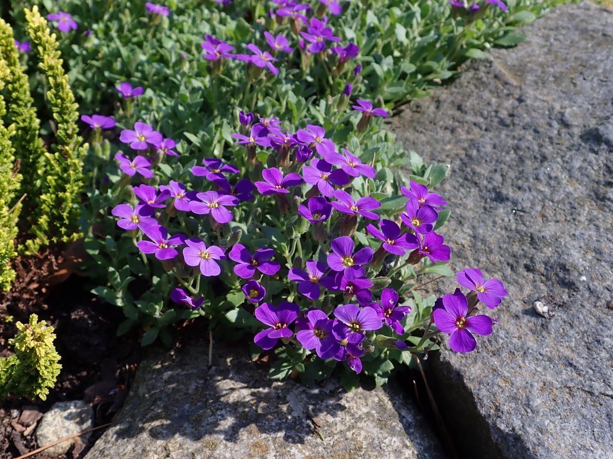 Обриета дельтовидная - фото 9