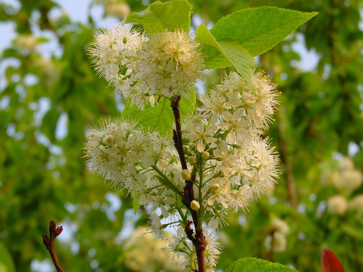 Черёмуха Маака - фото 6