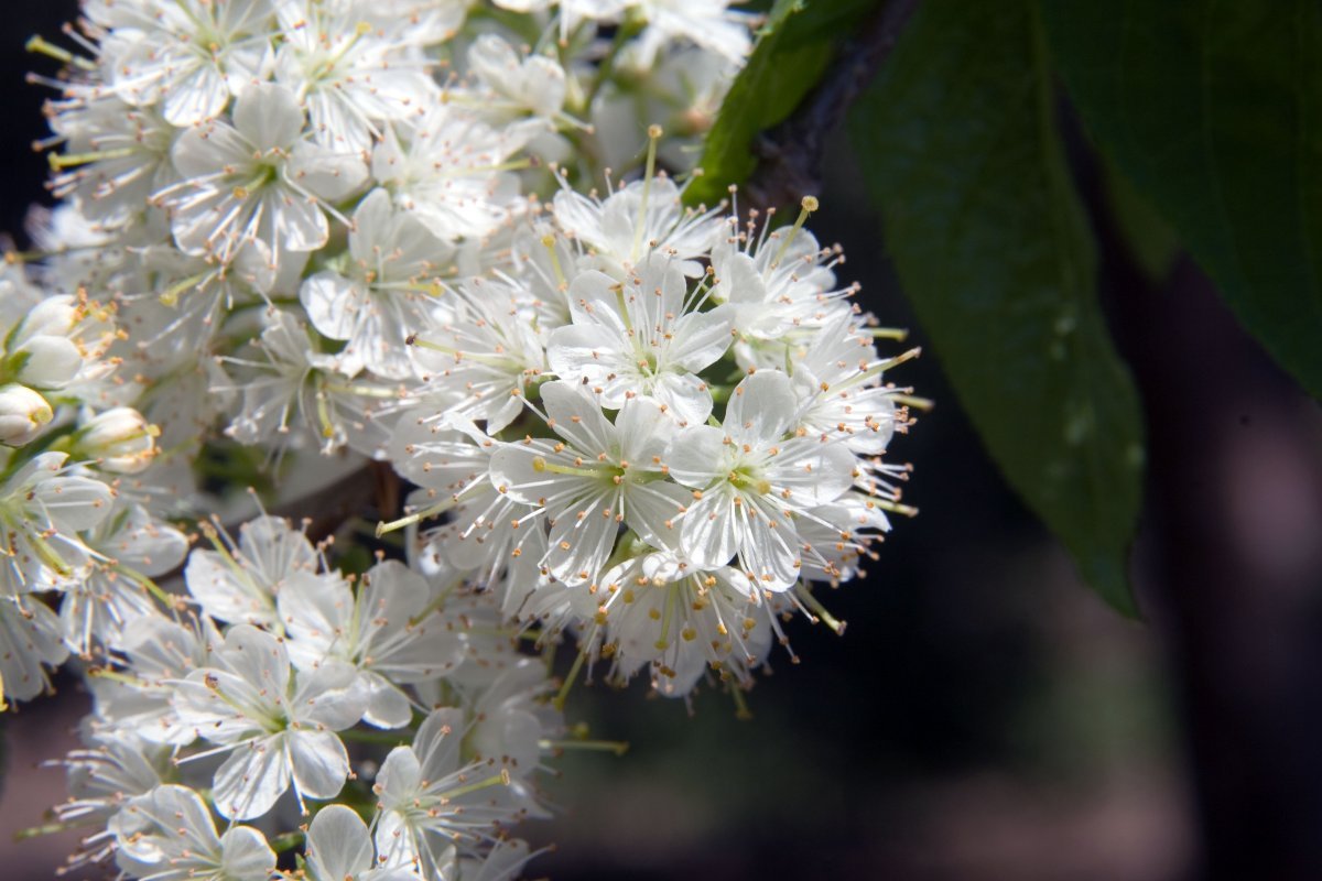 Черёмуха Маака - фото 10