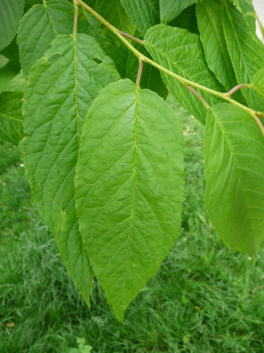 Черёмуха Маака - фото 8